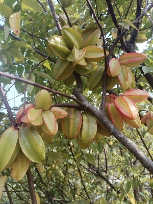 थाई मीठे स्टार फल के पौधे