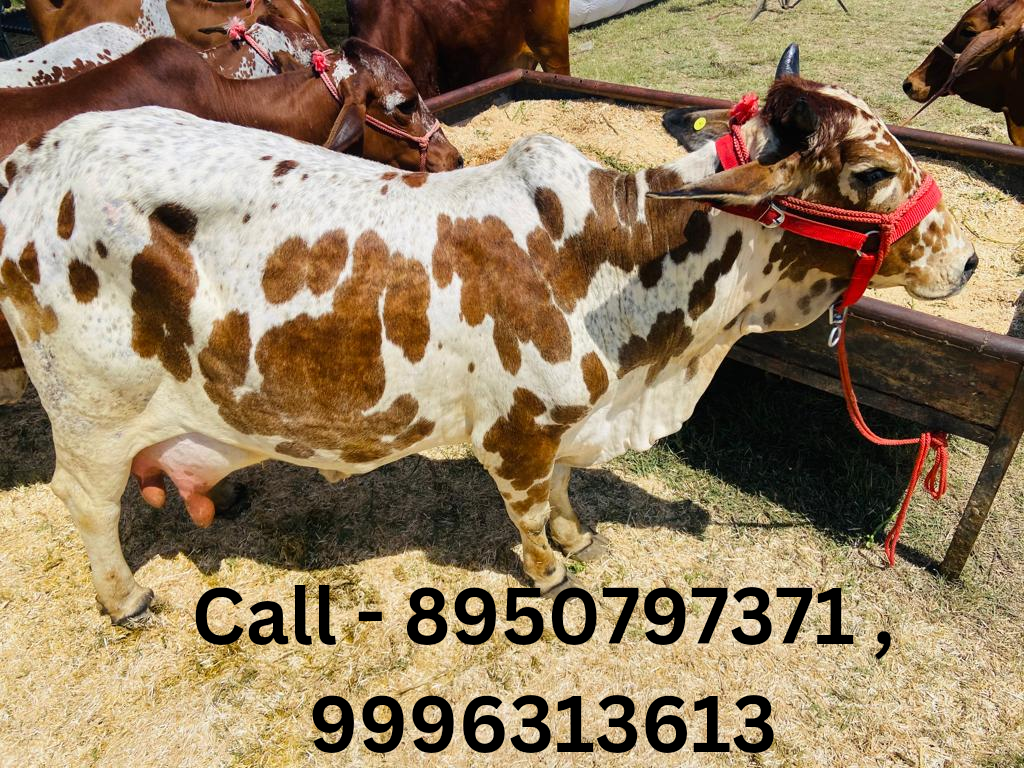 Rathi Cow - Color: Brown