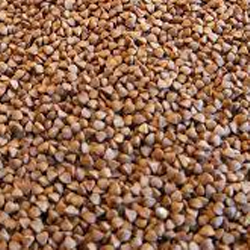 Brown Food Grade Buck Wheat Millet