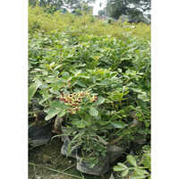 विभिन्न उपलब्ध कोयेट बेल प्लांट