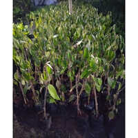 विभिन्न उपलब्ध ड्यूरियंट प्लांट