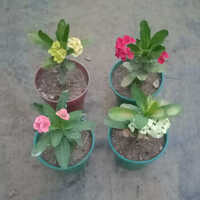 विभिन्न उपलब्ध उफोर्बिया मिली प्लांट