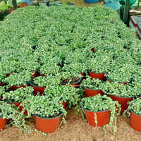 विभिन्न उपलब्ध बागवानी संयंत्र