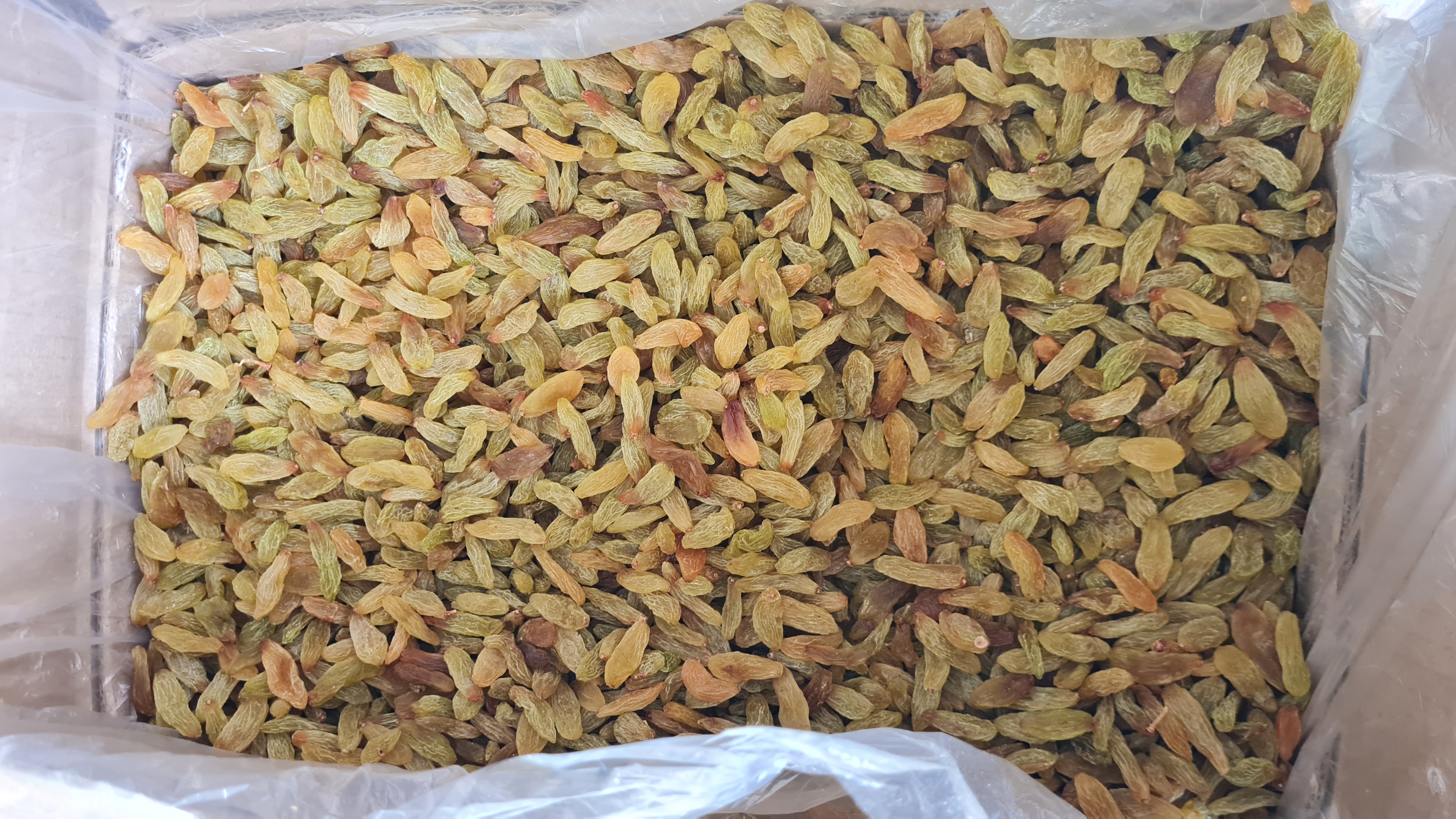 Long Golden Raisins - 15kg Bulk Supply | Seedless, Sweet Taste, Naturally Dried Under Shade, Long Shape, Medium Grade, Big Size