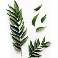 करी पत्ता पाउडर ग्रेड: A