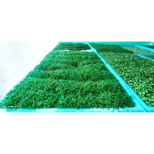 Five Layer Hydroponic System High Quality