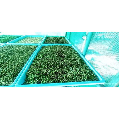 Five Layer Hydroponic System High Quality