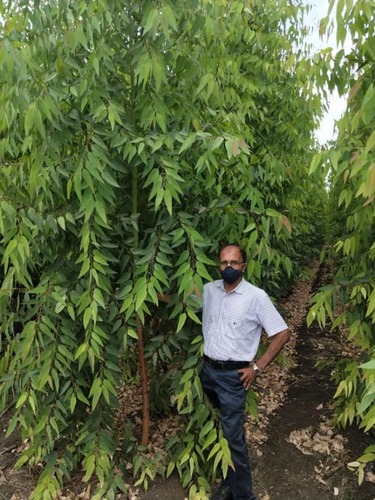 ठोस और तरल उर्वरक