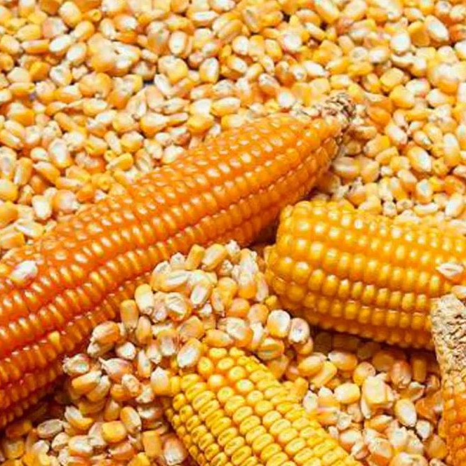 0.2 Maize Cattle Yellow And White