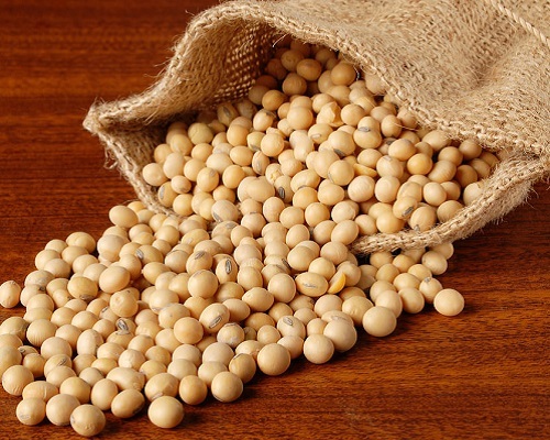 Soy Bean - Dried Legume, Ideal for Varied Soil Conditions | Each Plant Yields 60-80 Pods with Three Beans Per Pod