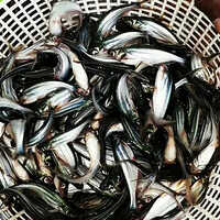 उच्च गुणवत्ता वाला पंगेसियस मछली का बीज