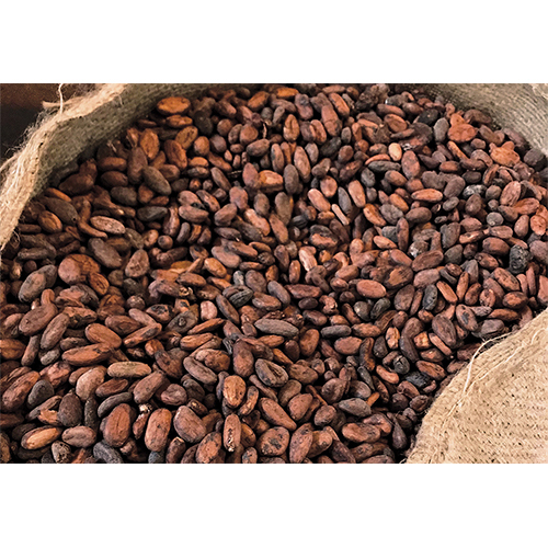 Brown Cocoa Beans Seed