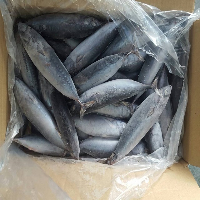 Frozen Bonito Packaging: Plastic Bottle