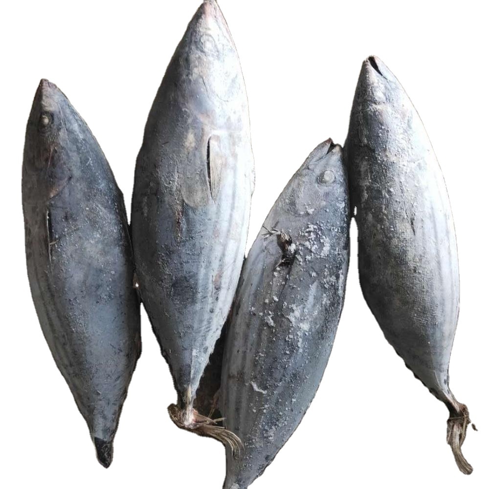 Frozen Bonito Packaging: Plastic Bottle