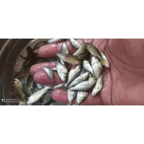 हाई क्वालिटी ब्रिगेट फिश कॉप सीड