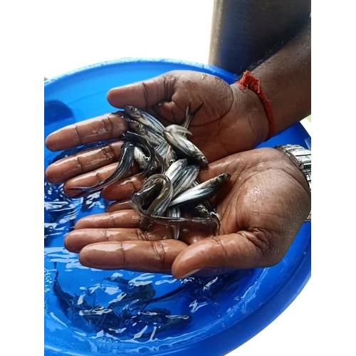 उच्च गुणवत्ता वाला पंगेसियस मछली का बीज