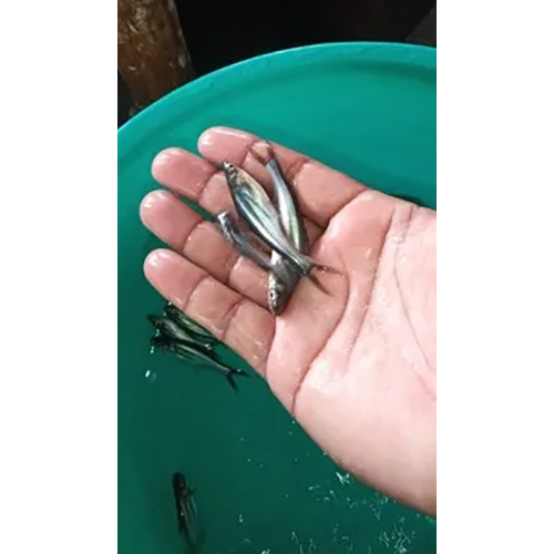 हाई क्वालिटी पंगिश फिश सीड