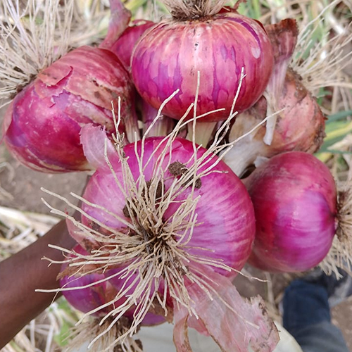 प्याज की ताजा नमी (%): शून्य