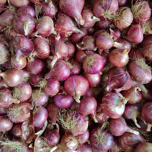 प्याज की ताजा नमी (%): शून्य