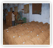 घुंघराले नारियल रेखा