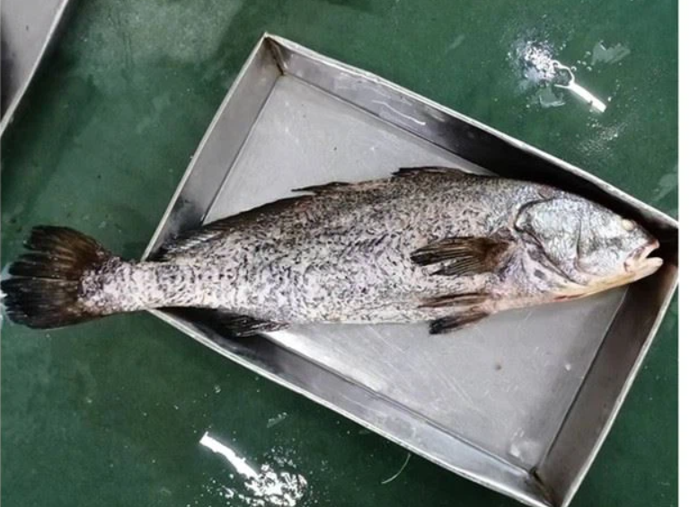 Frozen Nibe Croaker Packaging: Drum