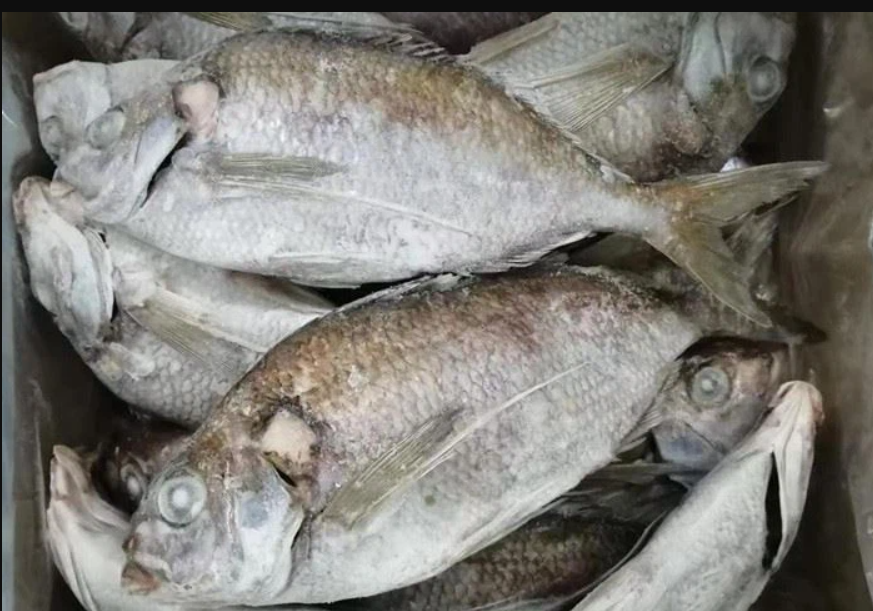 Frozen Hawkfish Wr Packaging: Drum