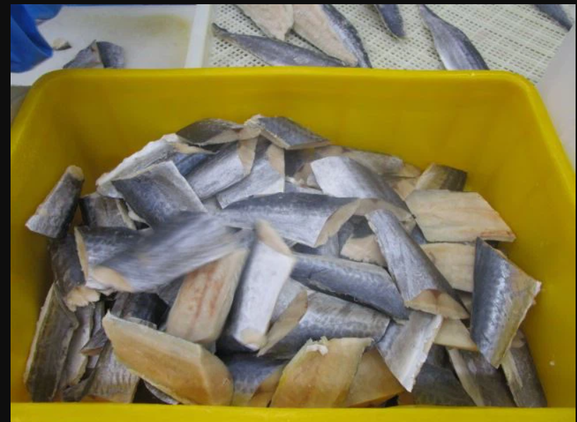 2023 Frozen-spanish-mackerel-cut Packaging: Drum