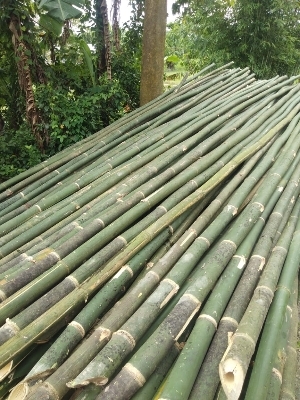 24 Feet Assam Tulda Bamboo Poles Weight: 16 Kilograms (Kg)