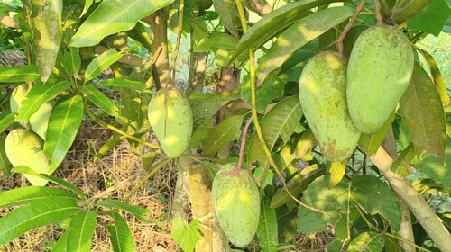 कटिमोन आम का पौधा