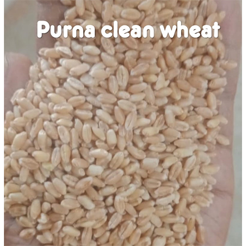Brown Lokone And Purna Wheat