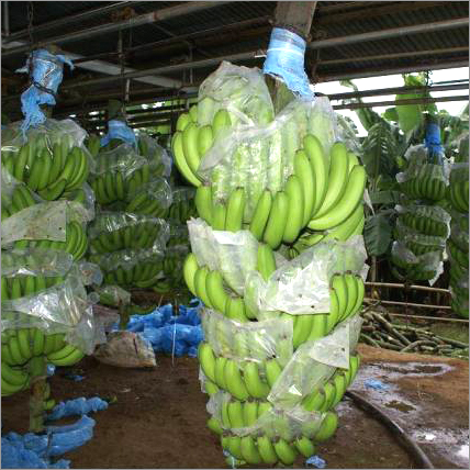 केला के पौधे