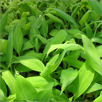 Grow Banana Plants