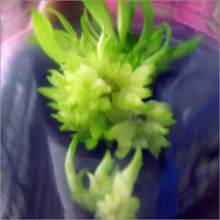 Orchid Plant