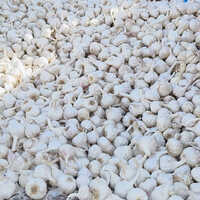Fresh Organic Garlic