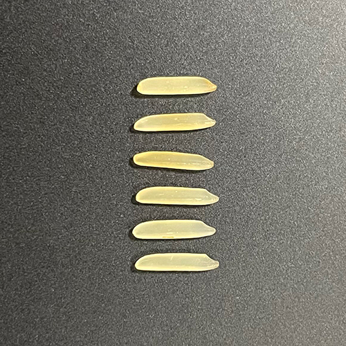 1121 Golden Basmati Rice - Organic Long Grain, Golden Color, 95% Purity | Dried With 12.5% Moisture, Low Damage At 1%