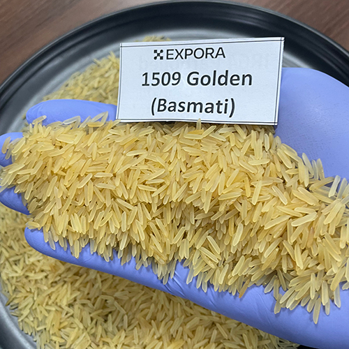 1509 Golden Basmati Rice - Long Grain, Golden Color, 12.5% Moisture, Organic, 1.5% Broken, 95% Purity, 24 Months Shelf Life, Dried