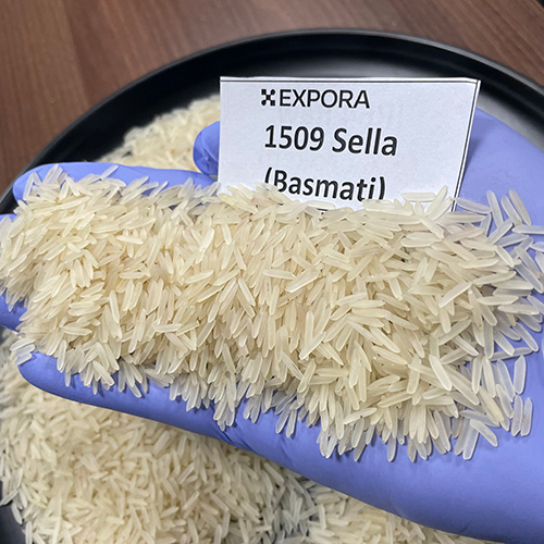 1509 Sella Basmati Rice - Long Grain, White Color | Organic Cultivation, 12.5% Moisture, 1.5% Broken, 95% Purity, 24 Months Shelf Life