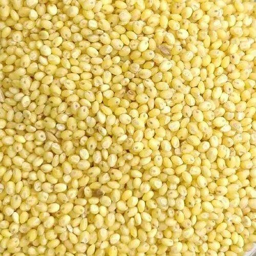 Fresh Proso Grain - Organic, High Purity Natural Size, Dried With Nil ...