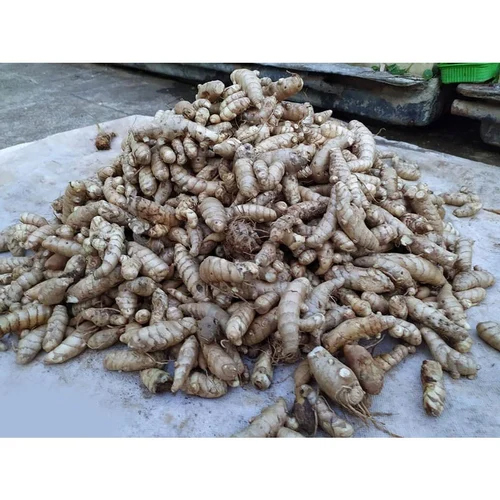 Raw Wet Turmeric Finger - First Class Quality, Raw Processing & Ideal Dry Storage Conditions