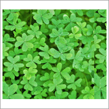 अल्फा अल्फा