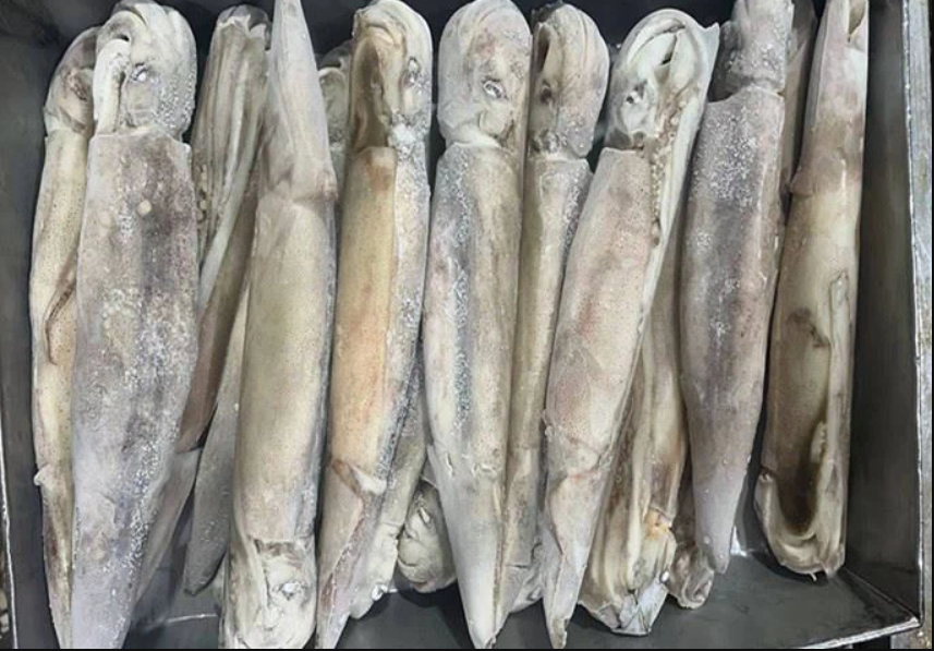 Individual Quick Frozen Illex Squid - 30 Pieces/10kg Case, Boneless And Headless Filament Shape