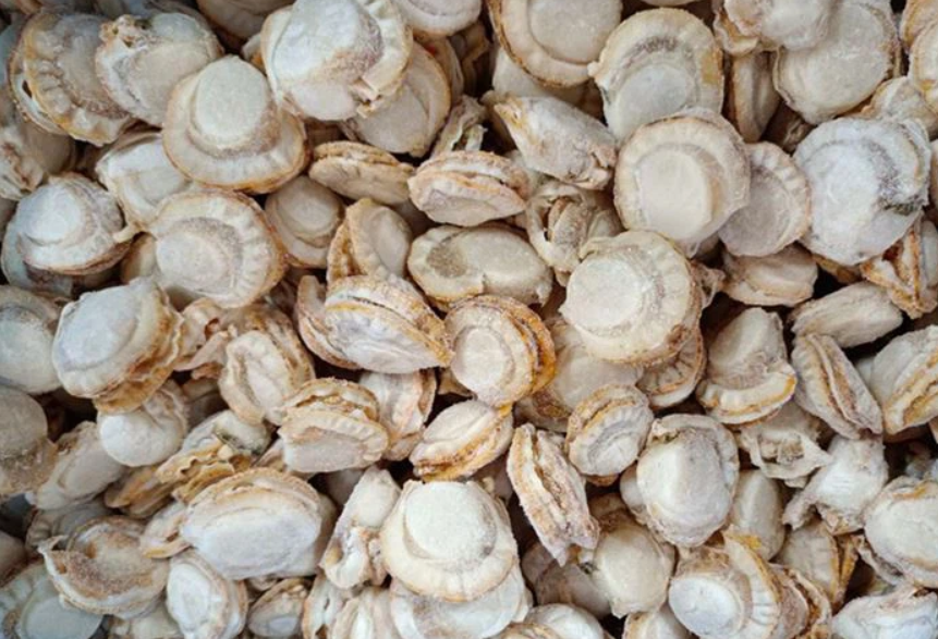Frozen Boiled Sea Scallop Meat With Skrit Packaging: Drum