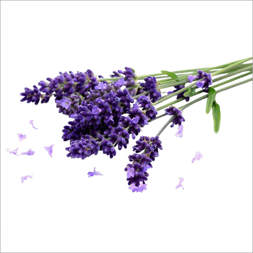 Kashmiri Lavender Oil Raw Material: Flowers
