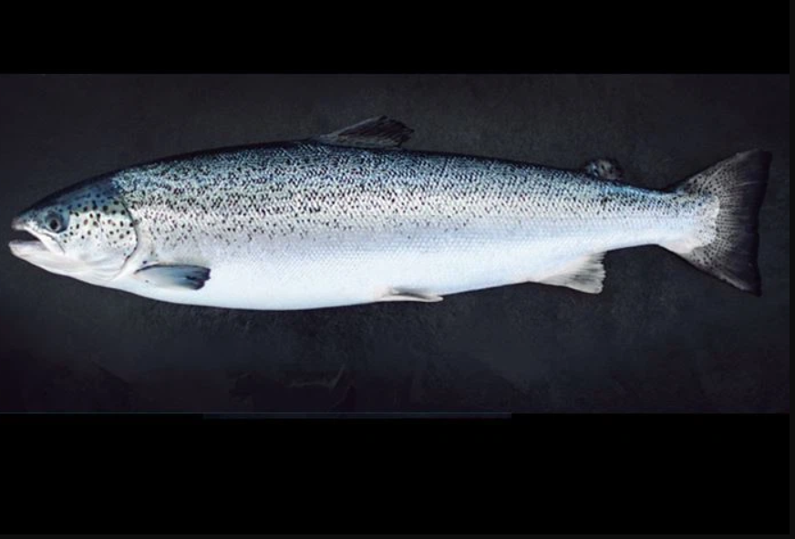 Frozen Atlantic Salmon Packaging: Drum