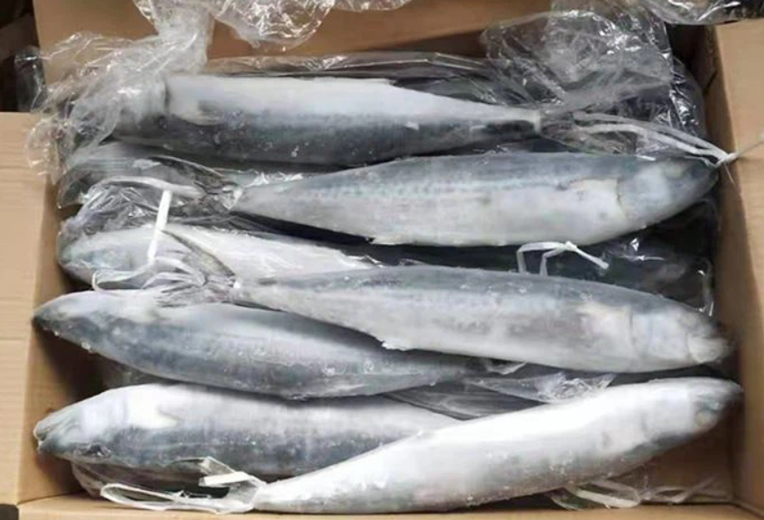 Frozen Spanish Mackerel Packaging: Mason Jar
