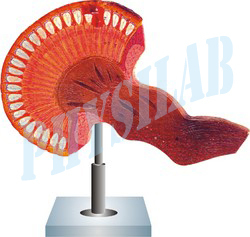 कंपाउंड या फेसेट आई मॉडल