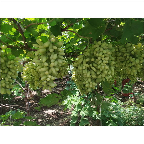 Fresh Grapes - Organic Glutinous Varietals | Sweet and Tangy, Immune-Boosting, Antioxidant Rich, Energy-Packed, Handpicked Freshness