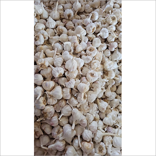 Fresh Garlic - Shelf Life: 7 Days
