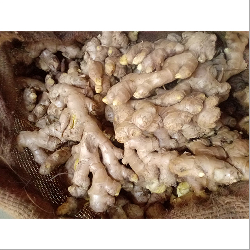 Fresh Ginger Shelf Life: 2-3 Days