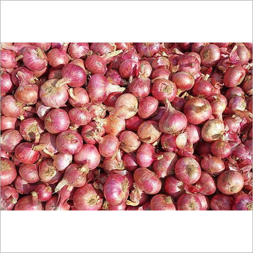 Fresh Onion Shelf Life: 7 Days